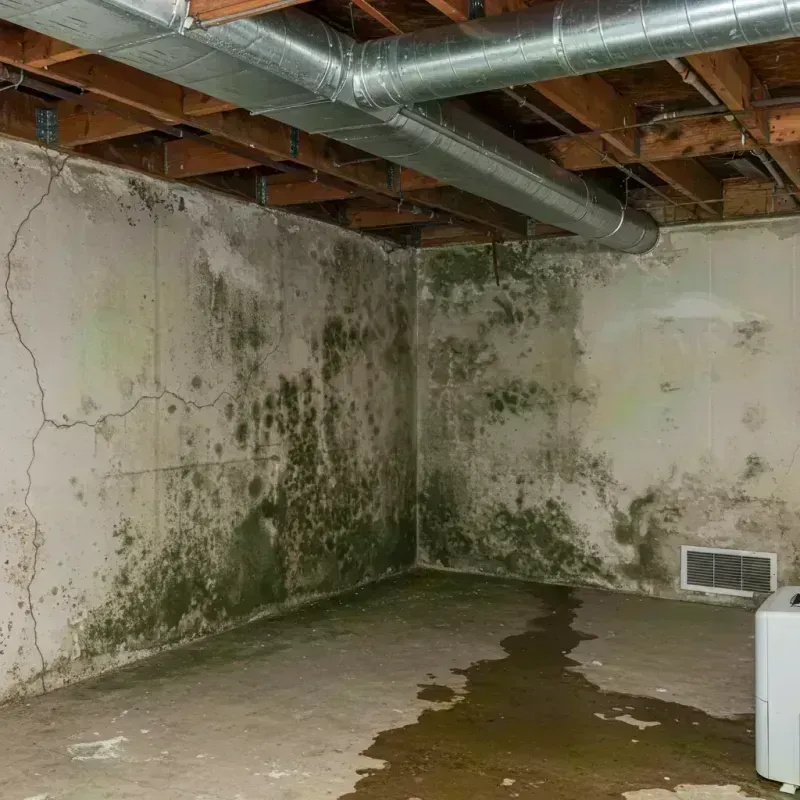 Professional Mold Removal in Paint Rock, TX